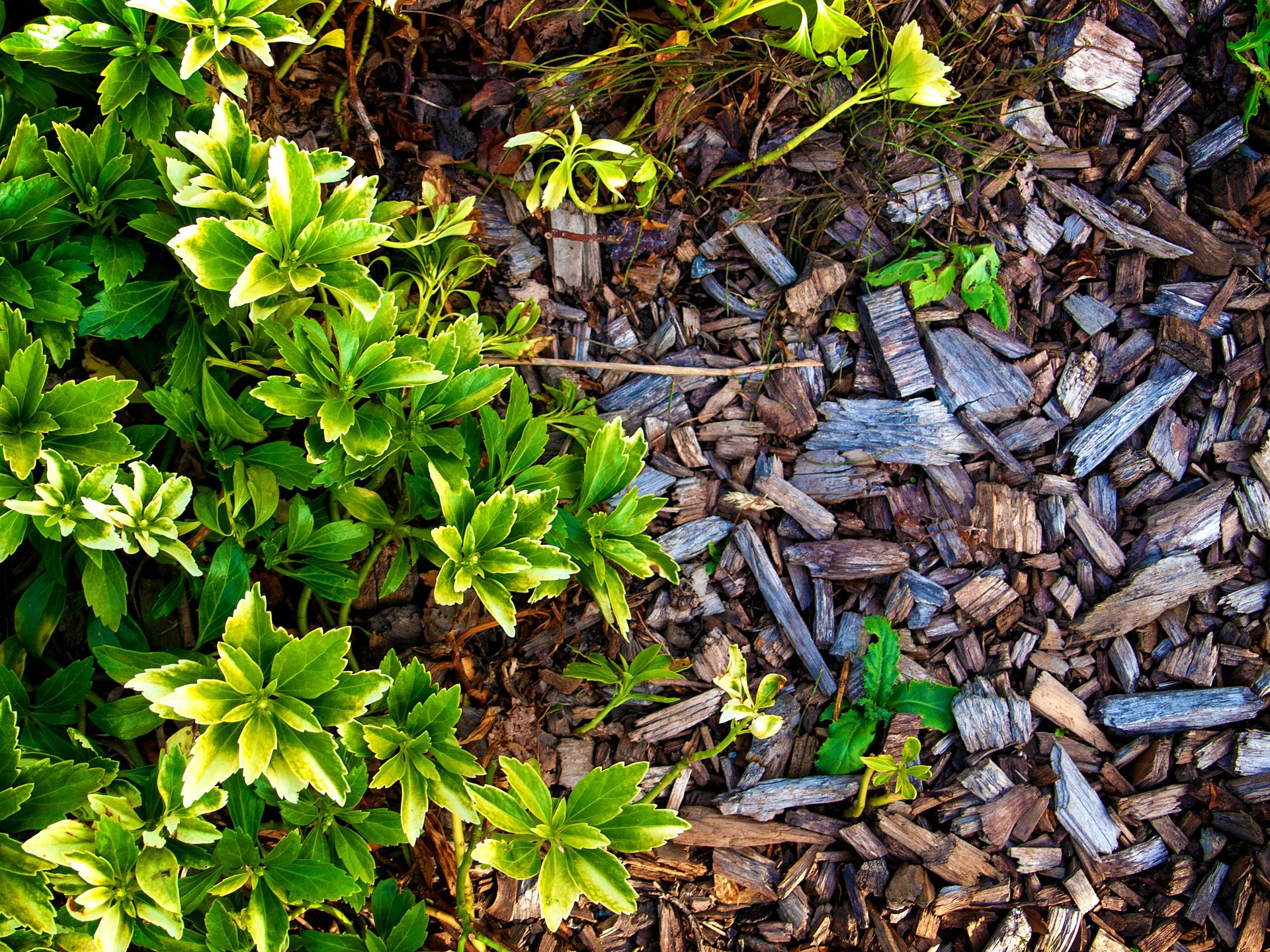 a pile of wood and leaves