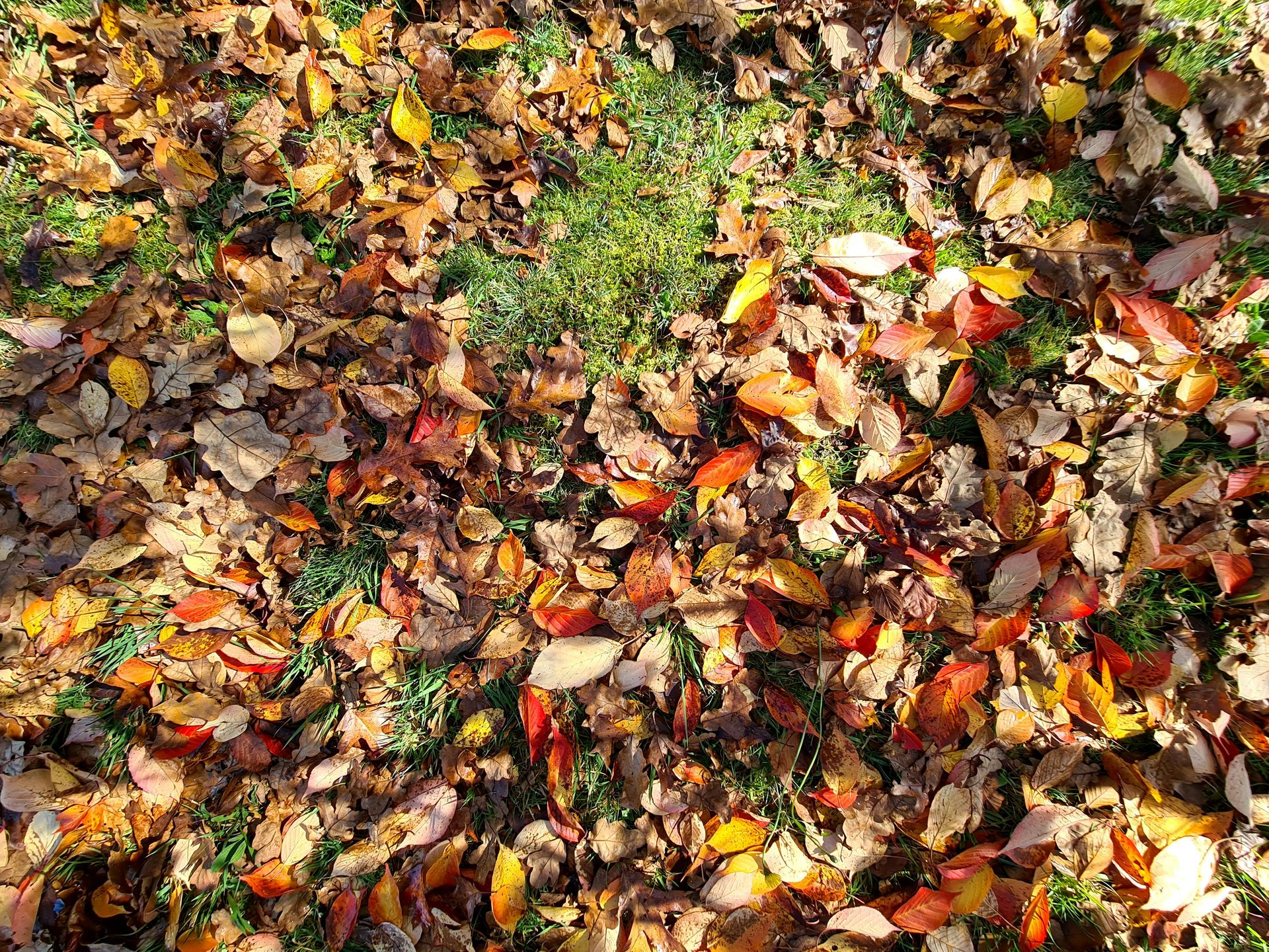 a pile of leaves