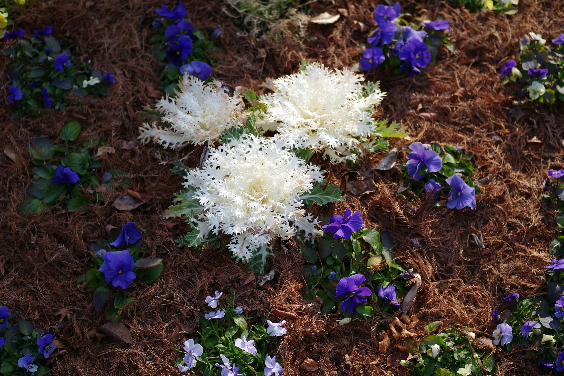 White and purple flowers growing in the garden.