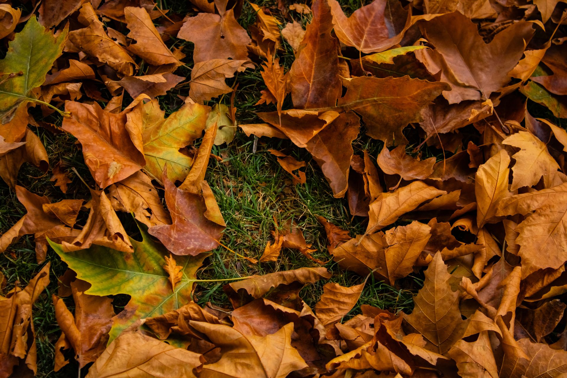 Close-up view of vibrant autumn fallen leaves piled on green grass.